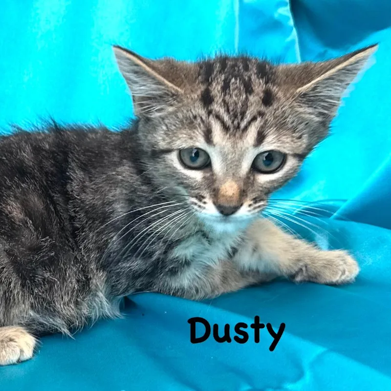 Dusty s thumbnail 2