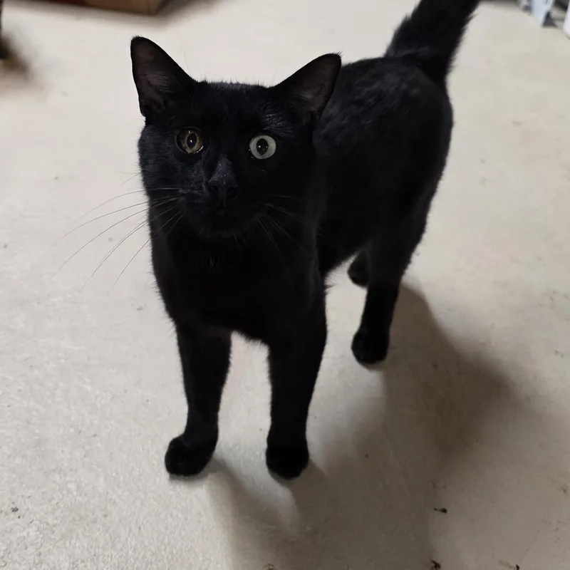 An adult medium-sized male Black Domestic Short Hair cat named Stormy for adoption in Johnson City, NY