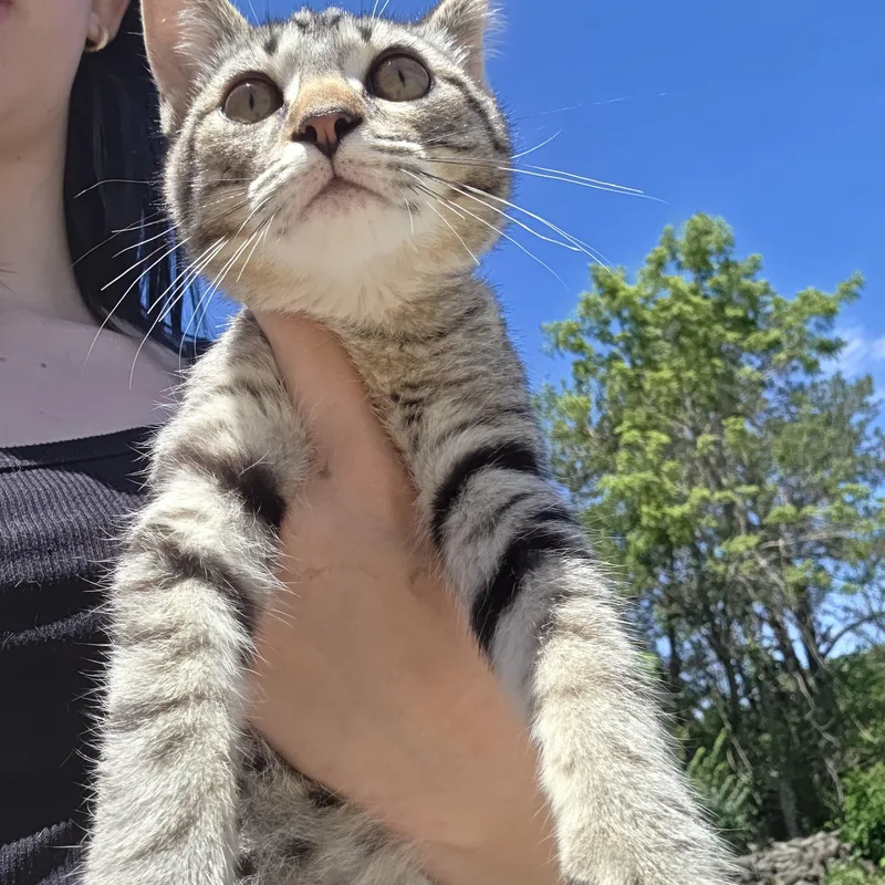 A baby medium-sized male Tabby (Gray / Blue / Silver) Tiger cat named Alvin for adoption in Muncie, IN