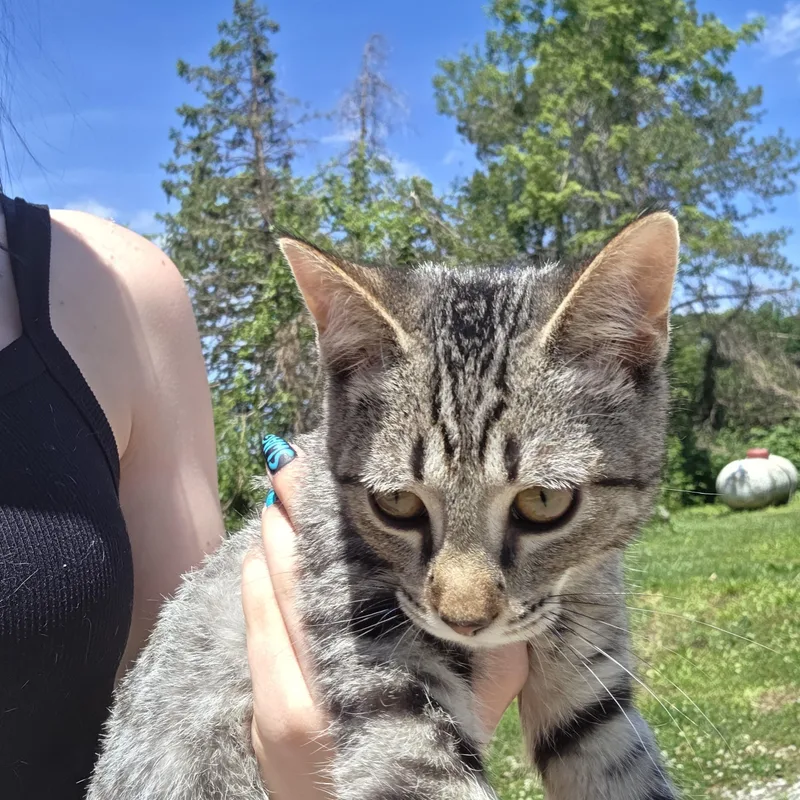 Alvin thumbnail 2