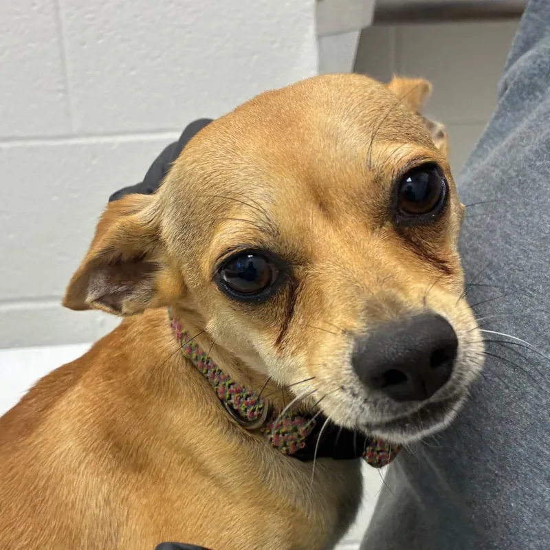 An adult small-sized male Yellow / Tan / Blond / Fawn Chihuahua dog named Tony for adoption in Corpus Christi, TX