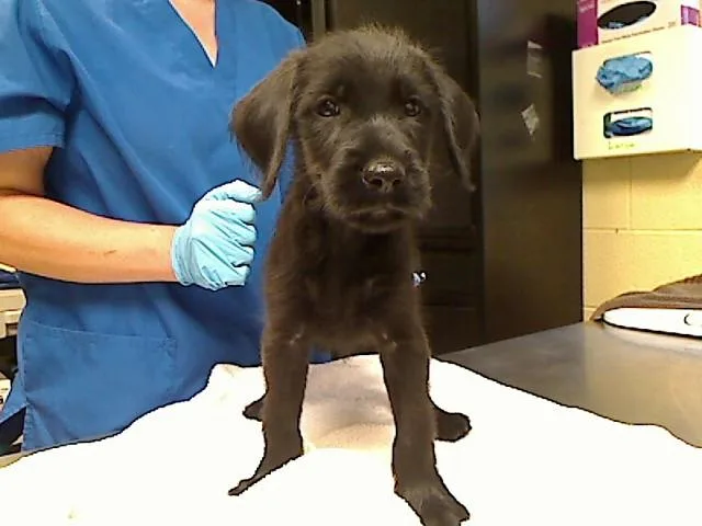A baby large-sized male Poodle dog named Love A Lot Bear for adoption in Cookeville, TN