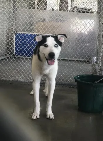 A young medium-sized male Siberian Husky dog named Sinclair for adoption in Conroe, TX
