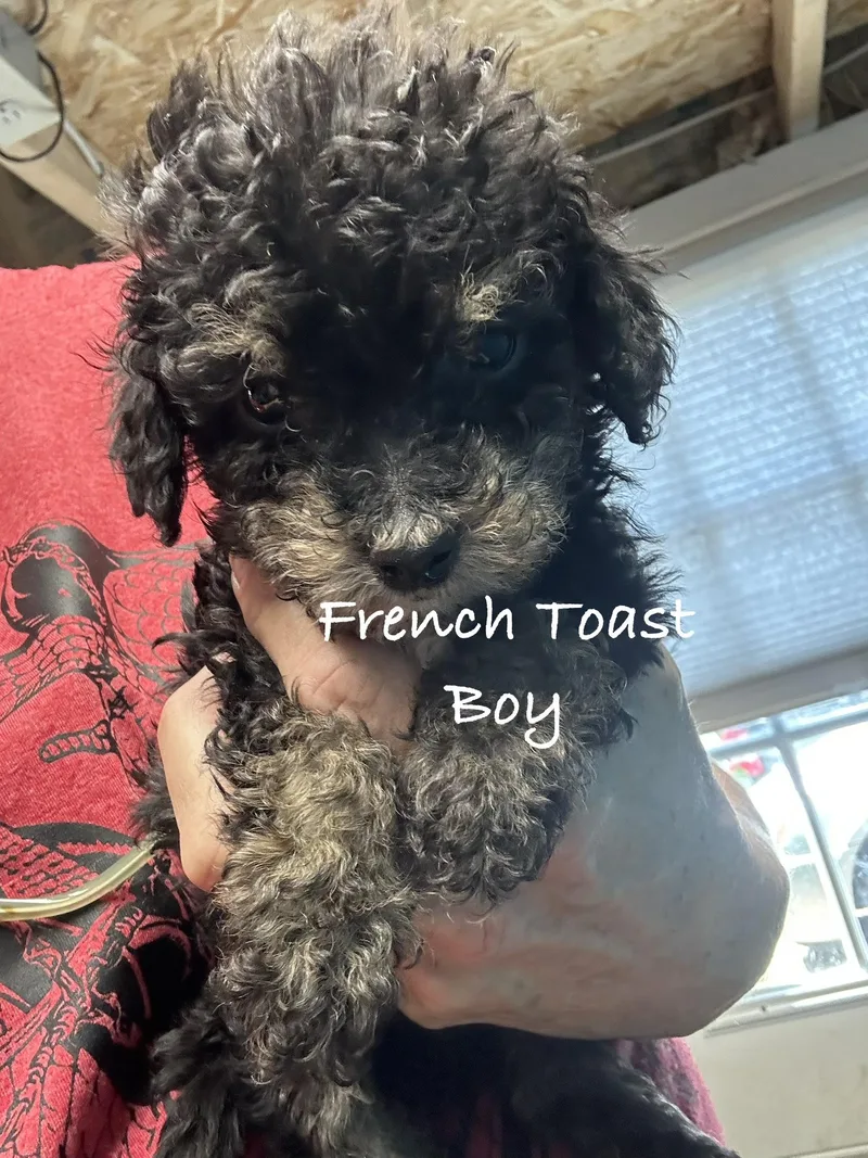 A baby small-sized male Poodle (Toy) dog named French Toast for adoption in Las Vegas, NV