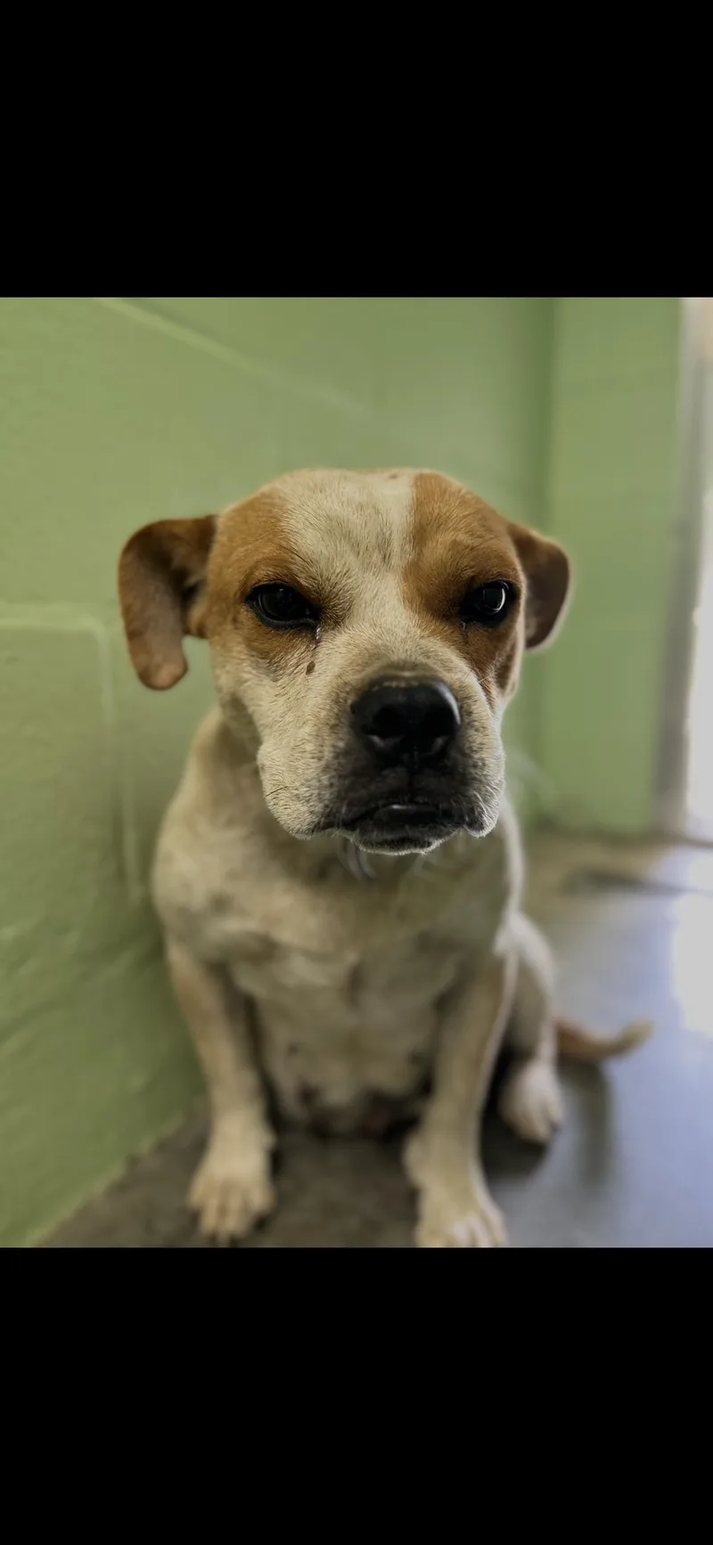 An adult medium-sized female Bulldog dog named Rosey for adoption in seaside heights, NJ