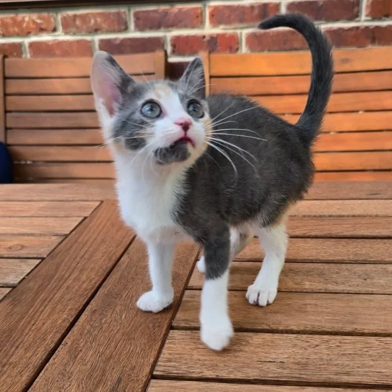 A baby medium-sized female Domestic Short Hair cat named Melania for adoption in Wrightstown, NJ