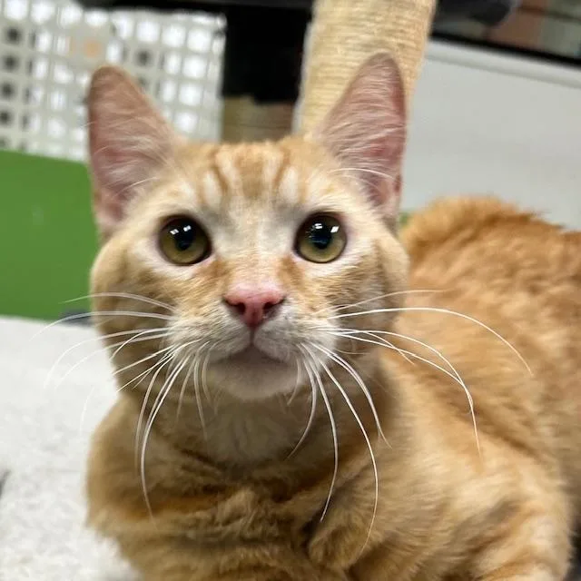 A young medium-sized male Orange & White Domestic Short Hair cat named Roy for adoption in Edgewood, MD