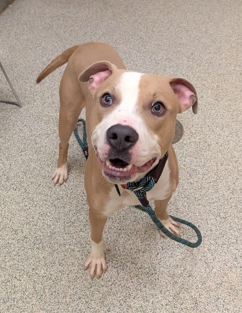 A young medium-sized male Pit Bull Terrier dog named Bronx for adoption in Baldwin, MD