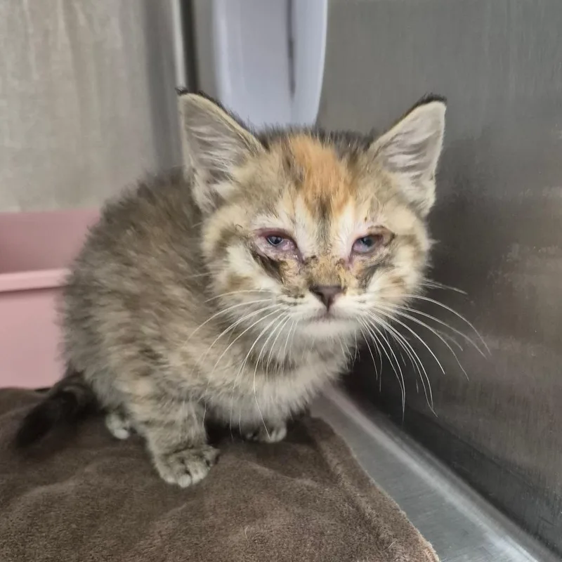 A baby small-sized female Buff / Tan / Fawn Domestic Medium Hair cat named Poppy for adoption in Kingman, KS