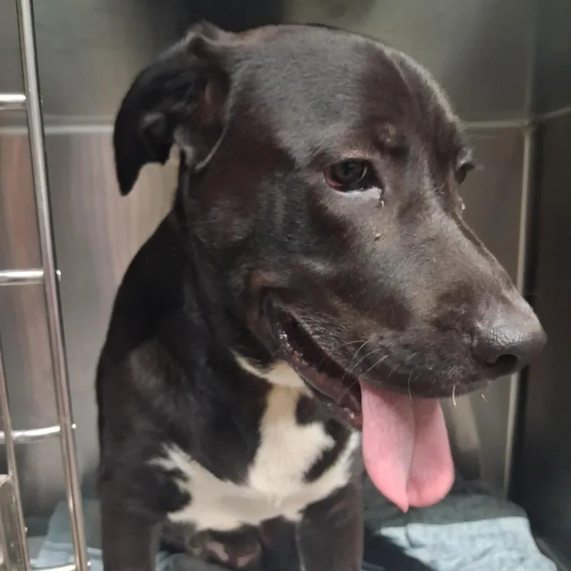 An adult large-sized male Black Mixed Breed dog named Toby for adoption in Pauls Valley, OK