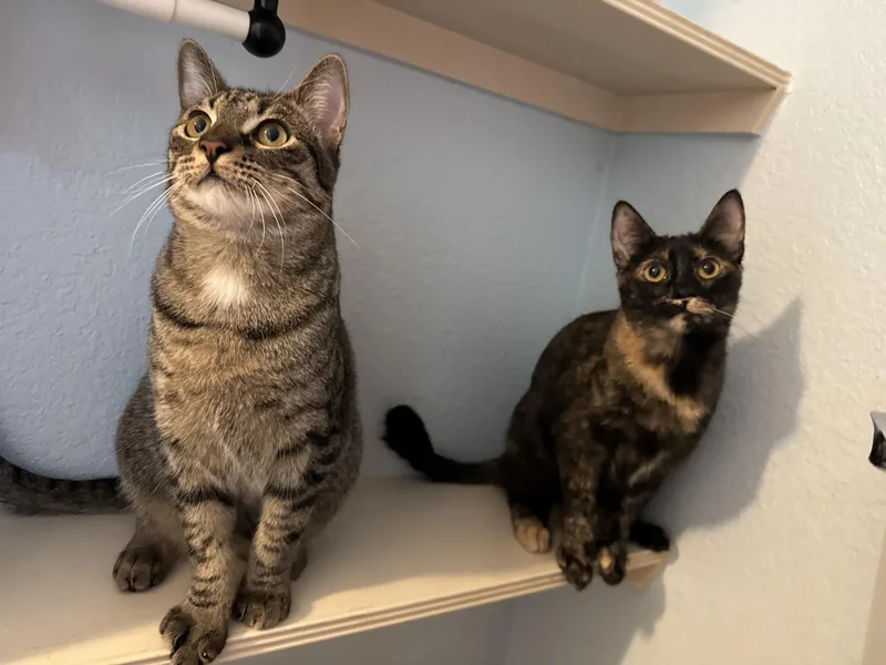 Elijah Lc thumbnail 2