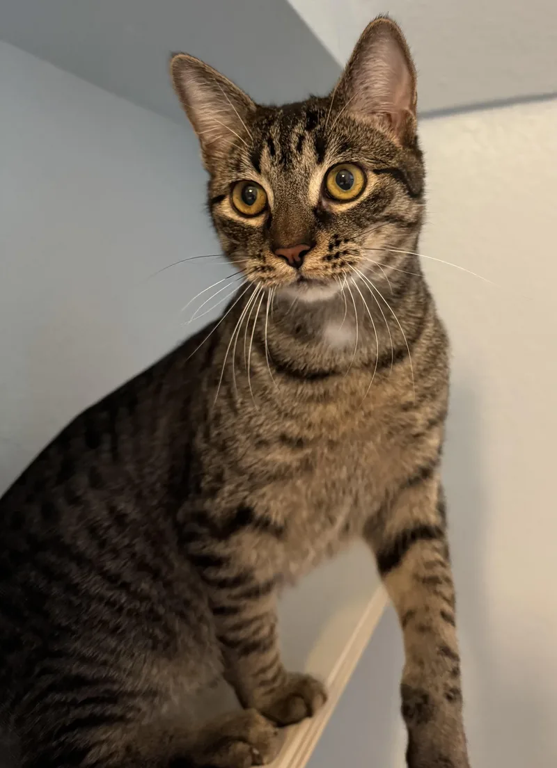 Elijah Lc thumbnail 3