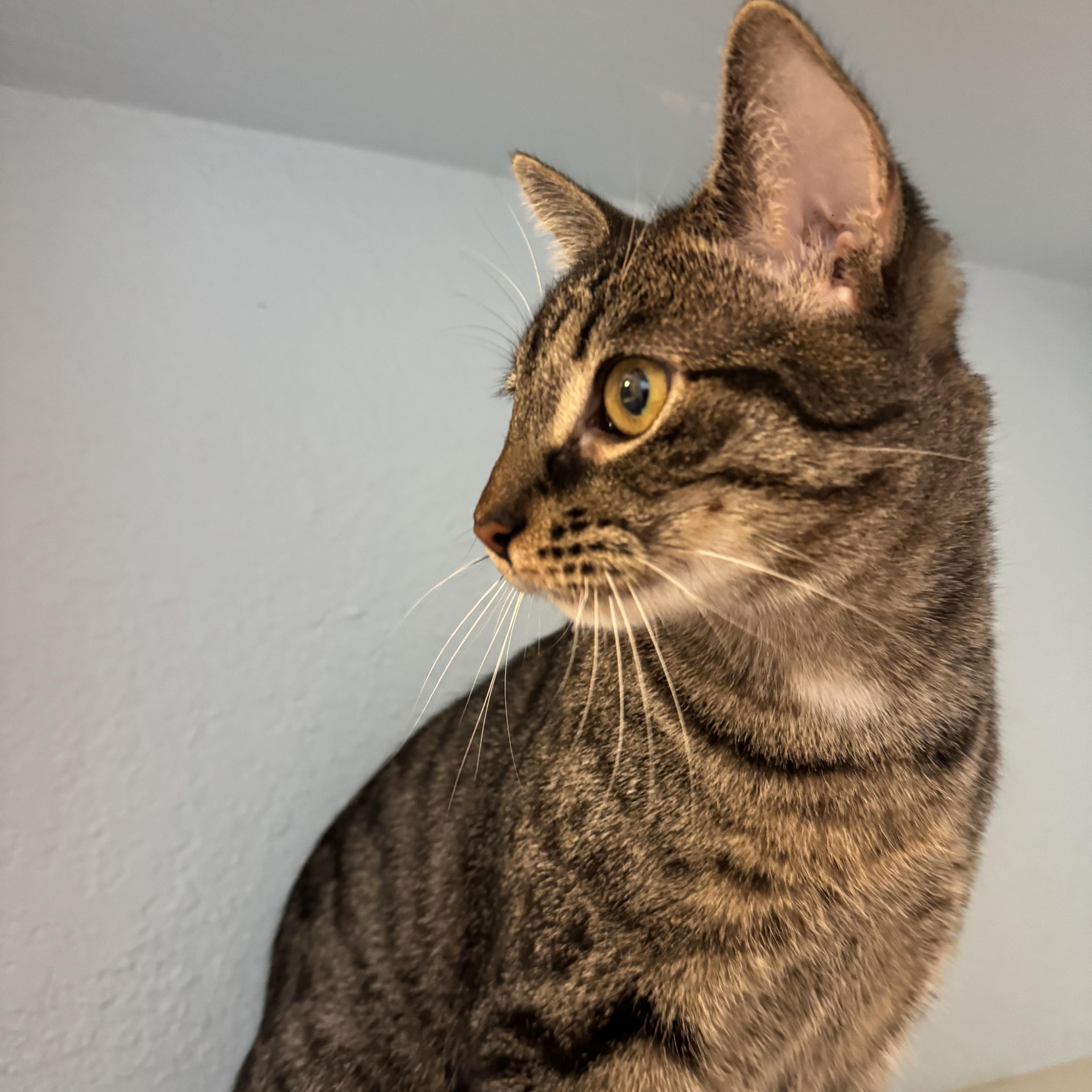 Elijah Lc thumbnail 4