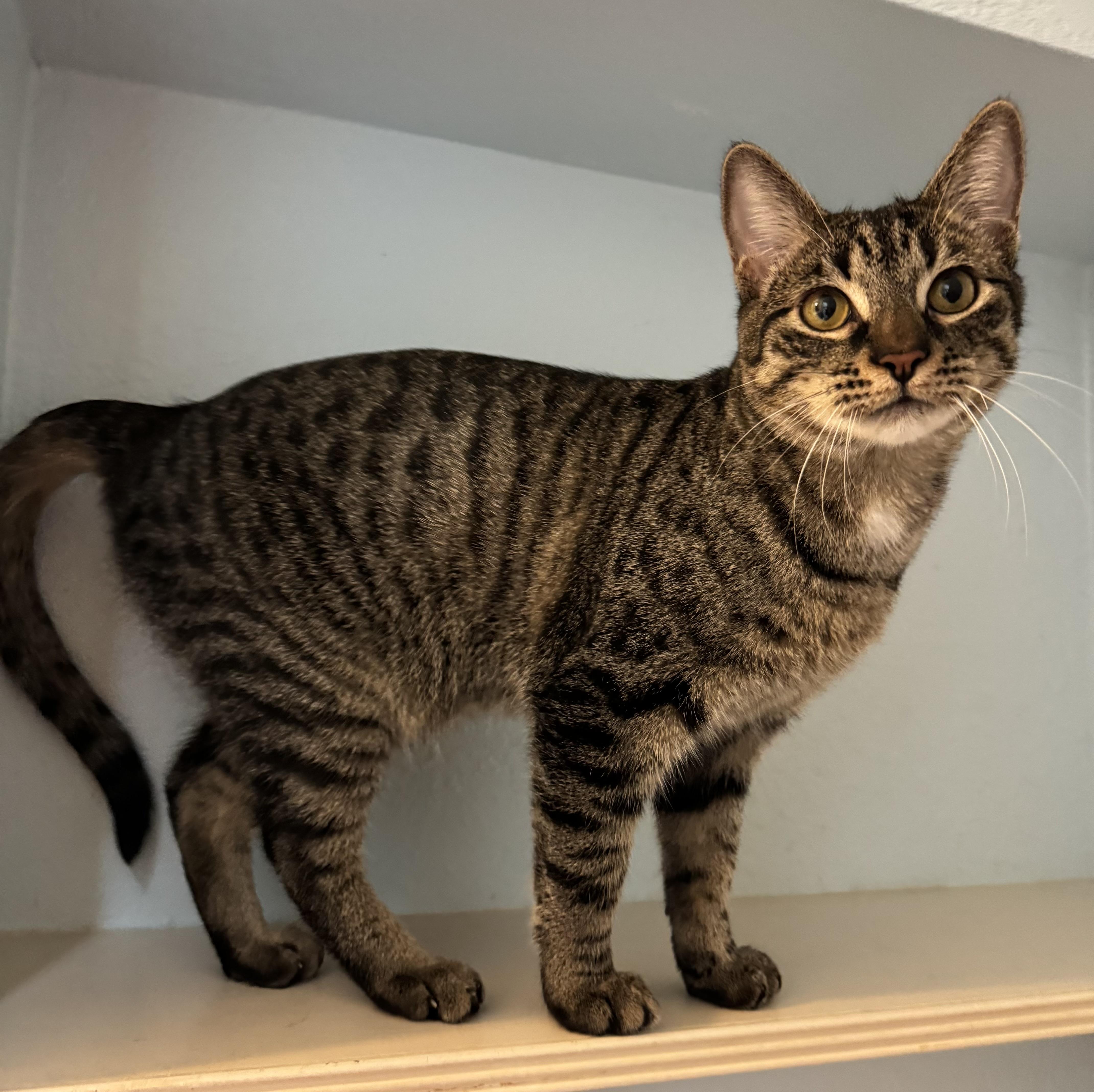 Elijah Lc thumbnail 6