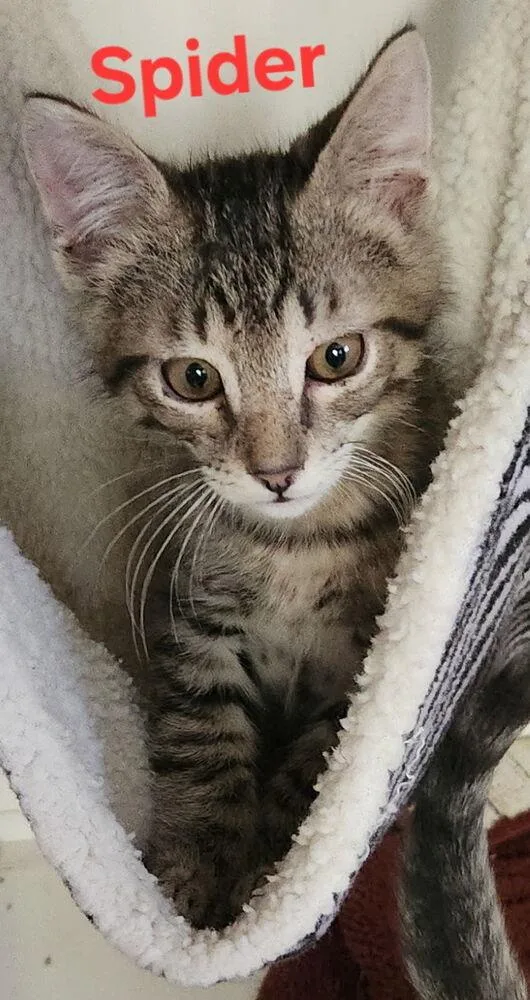 A baby small-sized male Domestic Short Hair cat named Spider for adoption in Dallas, TX