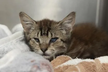 A young small-sized female Domestic Short Hair cat named B Georgia for adoption in North Charleston, SC