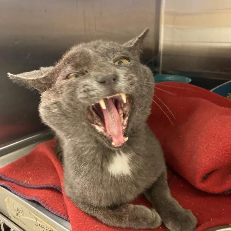 An adult medium-sized male Gray / Blue / Silver Domestic Short Hair cat named Poe for adoption in Kankakee, IL