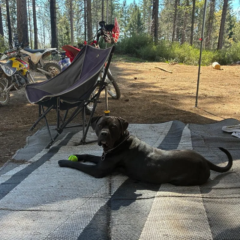 A young large-sized male Black Boxer dog named Ash for adoption in San Mateo, CA
