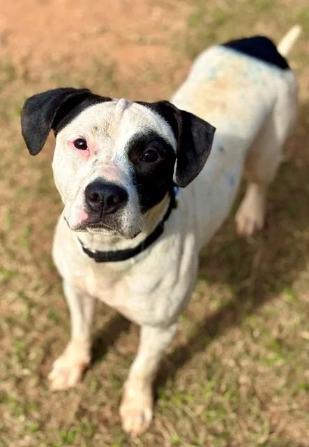 A young small-sized female American Staffordshire Terrier dog named Rotini for adoption in York, SC