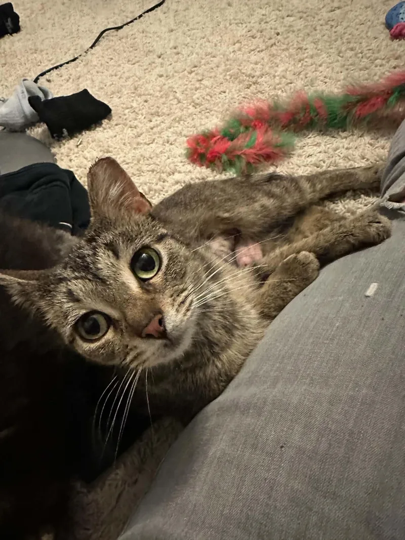 A young small-sized female Domestic Short Hair cat named Mercyful Fate for adoption in Milwaukee, WI