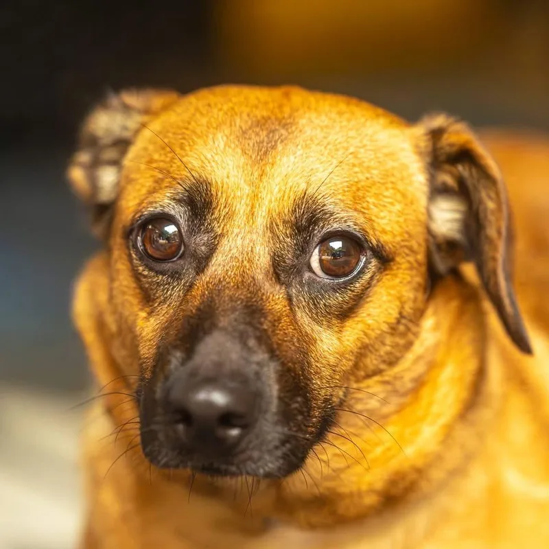 Lucy thumbnail 2