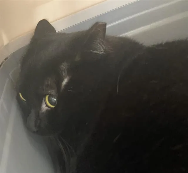 A young medium-sized female Domestic Short Hair cat named Hazel for adoption in Dallas, TX