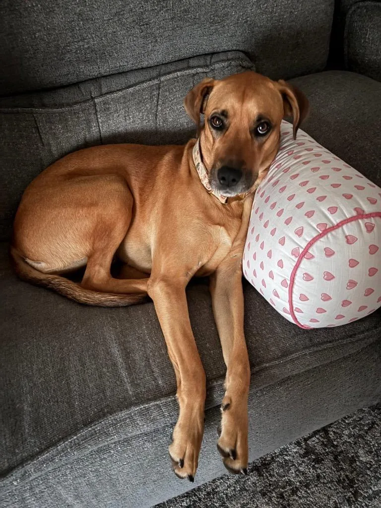 A young large-sized female Black Mouth Cur dog named Pumpkin for adoption in North Syracuse, NY