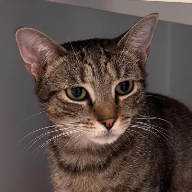 A young medium-sized female Brown / Chocolate Domestic Short Hair cat named Mit for adoption in Salisbury, MA