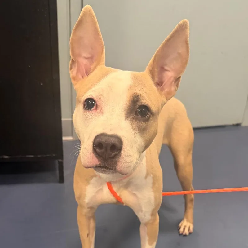 A young medium-sized female Mixed Breed dog named Twitch for adoption in Greensboro, NC