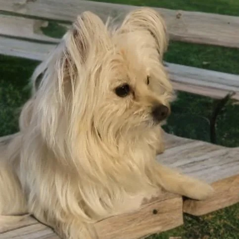 A young small-sized male Yellow / Tan / Blond / Fawn Shih Tzu dog named Mochi and Wasabi for adoption in Phoenix, AZ