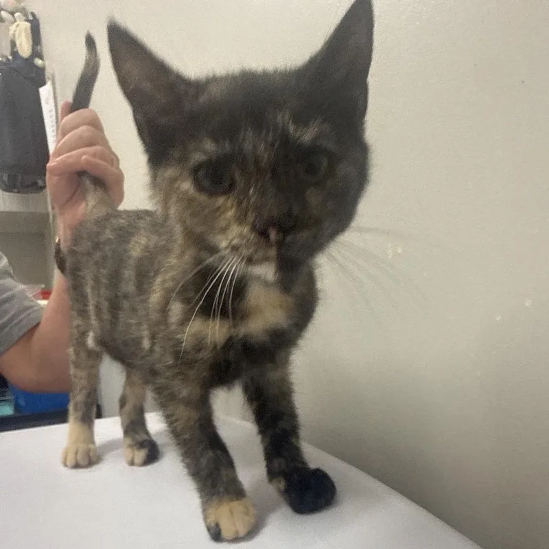 A baby small-sized female Tortoiseshell Domestic Short Hair cat named Emmy Demmy Dong for adoption in Chattanooga, TN