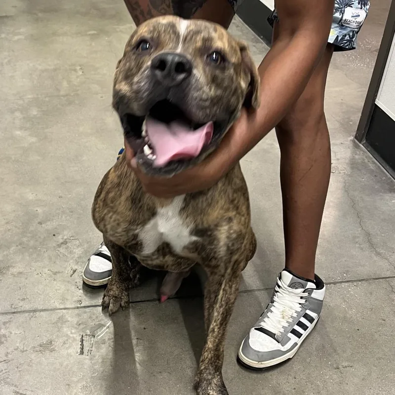 An adult large-sized male Brindle Terrier dog named Balu for adoption in Tampa, FL
