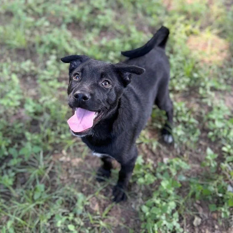 A baby small-sized male Black German Shepherd Dog dog named Totino for adoption in Allentown, PA