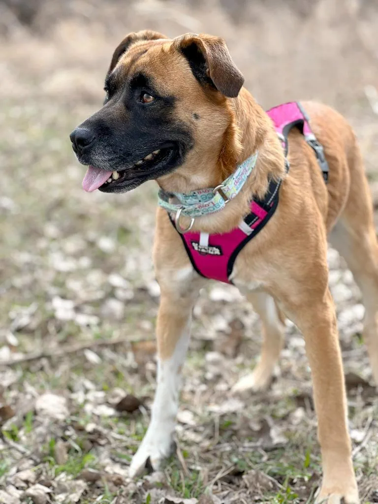 A young medium-sized female Mixed Breed dog named Daisy for adoption in Savage, MN