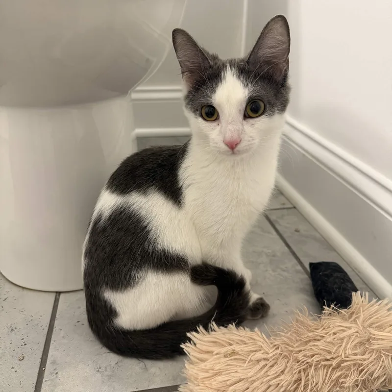 A baby medium-sized male Gray & White Domestic Short Hair cat named Nonfunctional Fireplace for adoption in Cleveland Heights, OH