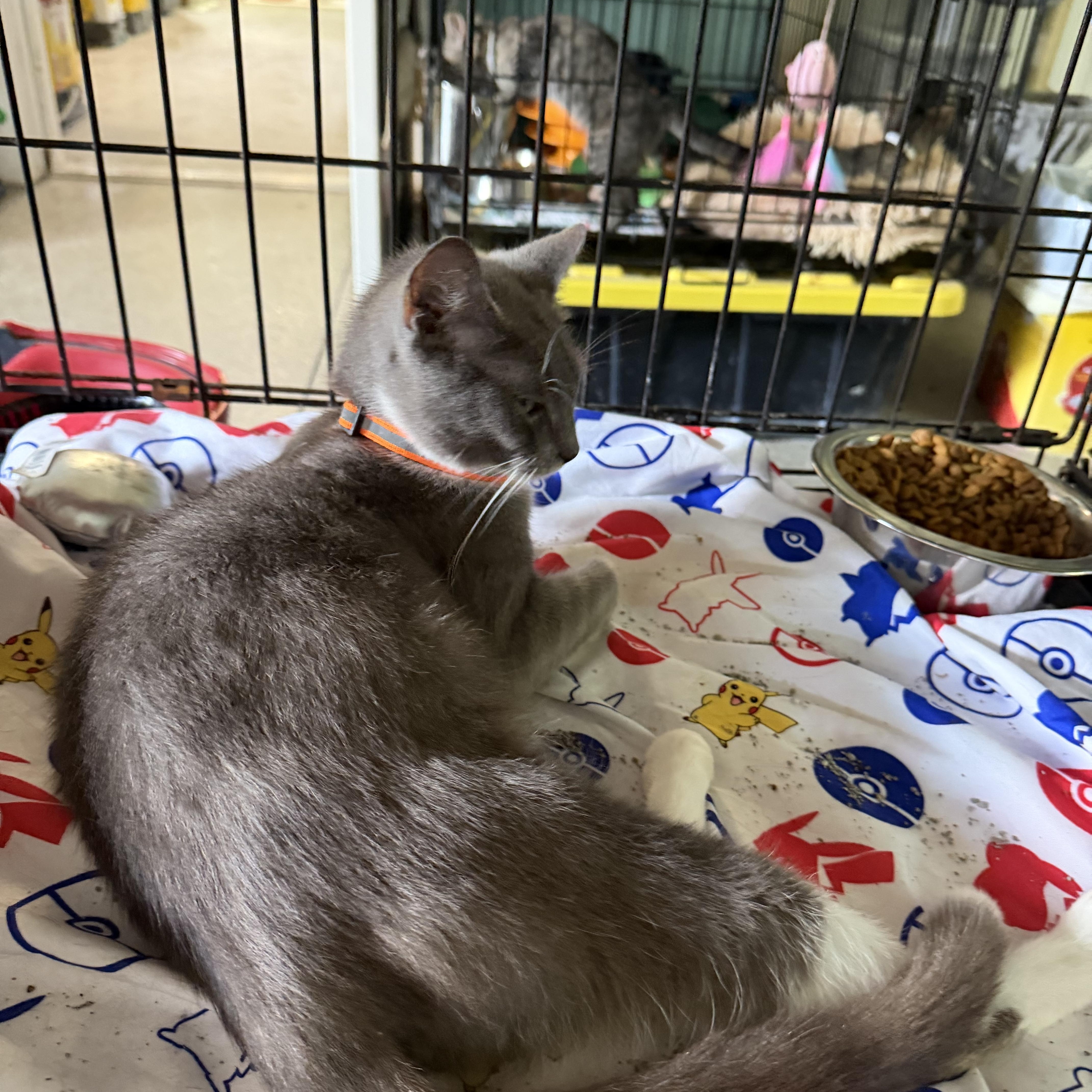 An adult medium-sized female Domestic Short Hair cat named Esmeralda for adoption in Warren, OH