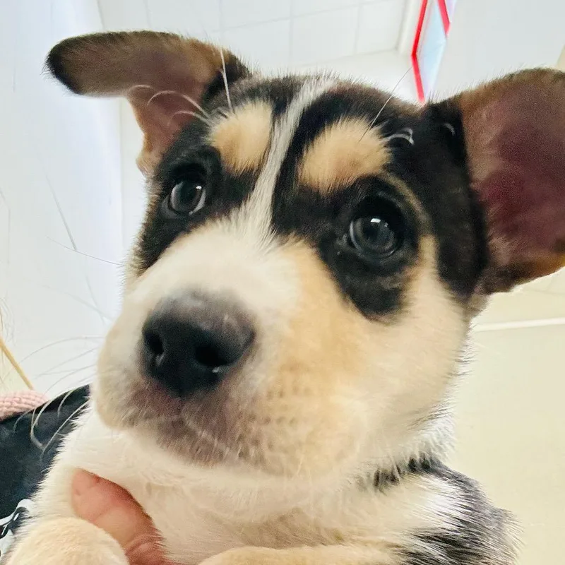 A baby medium-sized male Black Labrador Retriever dog named Storm for adoption in Evansville, IN