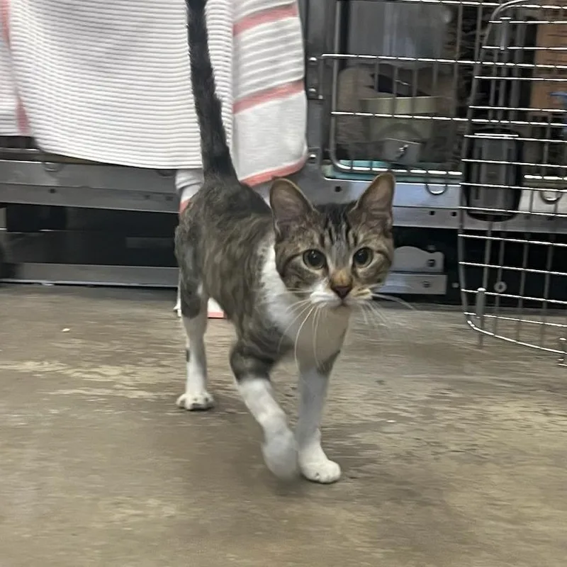 A young medium-sized female Brown / Chocolate Domestic Short Hair cat named Aimeeleigh Gemstone for adoption in Houston, TX