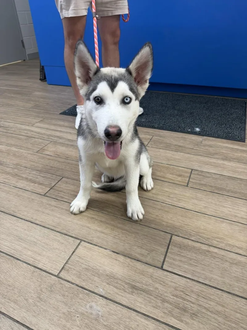 A young medium-sized male Husky dog named Bali for adoption in Rowlett, TX