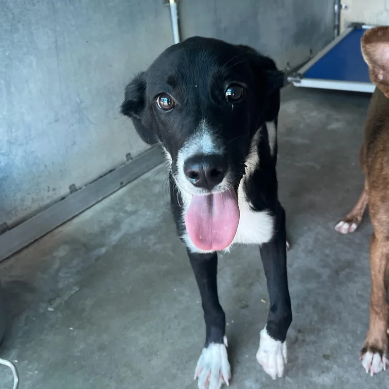 A young medium-sized male Black Shepherd dog named Newt for adoption in Edinburg, TX