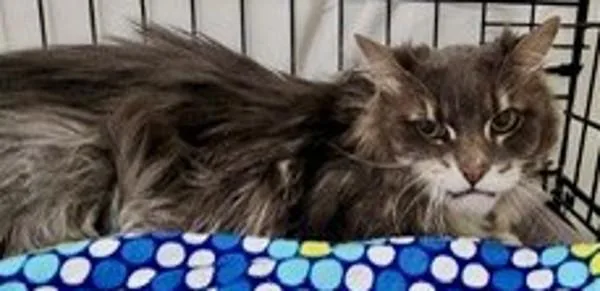 An adult large-sized male Domestic Long Hair cat named Ash for adoption in Dallas, GA