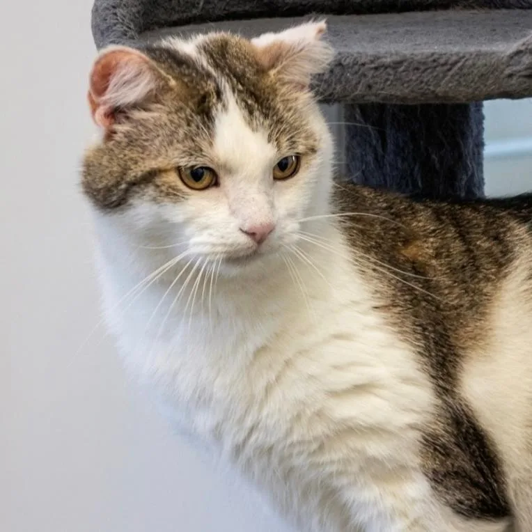 An adult medium-sized male Gray & White American Bobtail cat named Decker for adoption in Indiana, PA