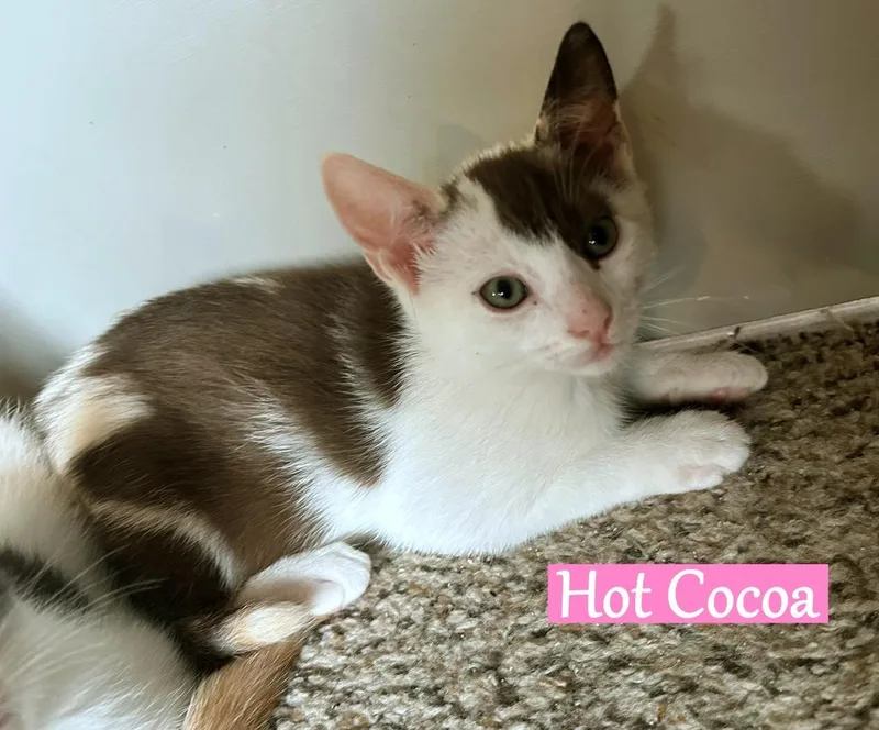 Hot Cocoa thumbnail 2