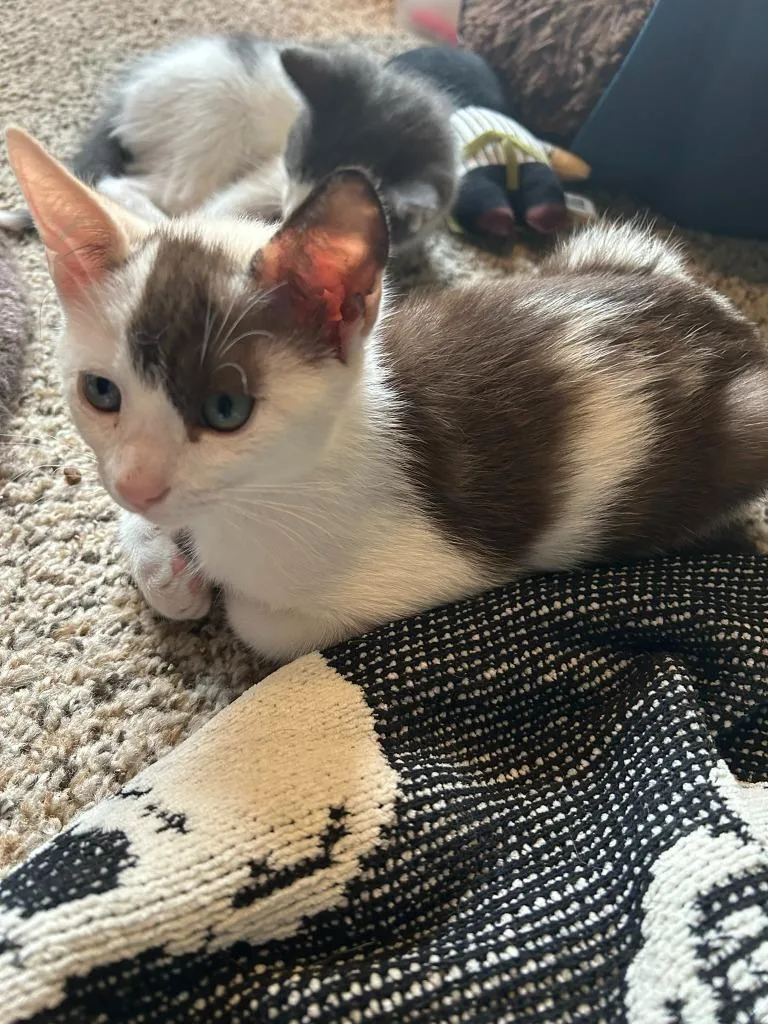 Hot Cocoa thumbnail 3