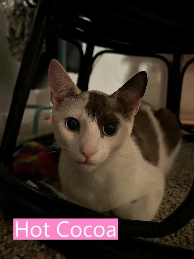 Hot Cocoa thumbnail 4