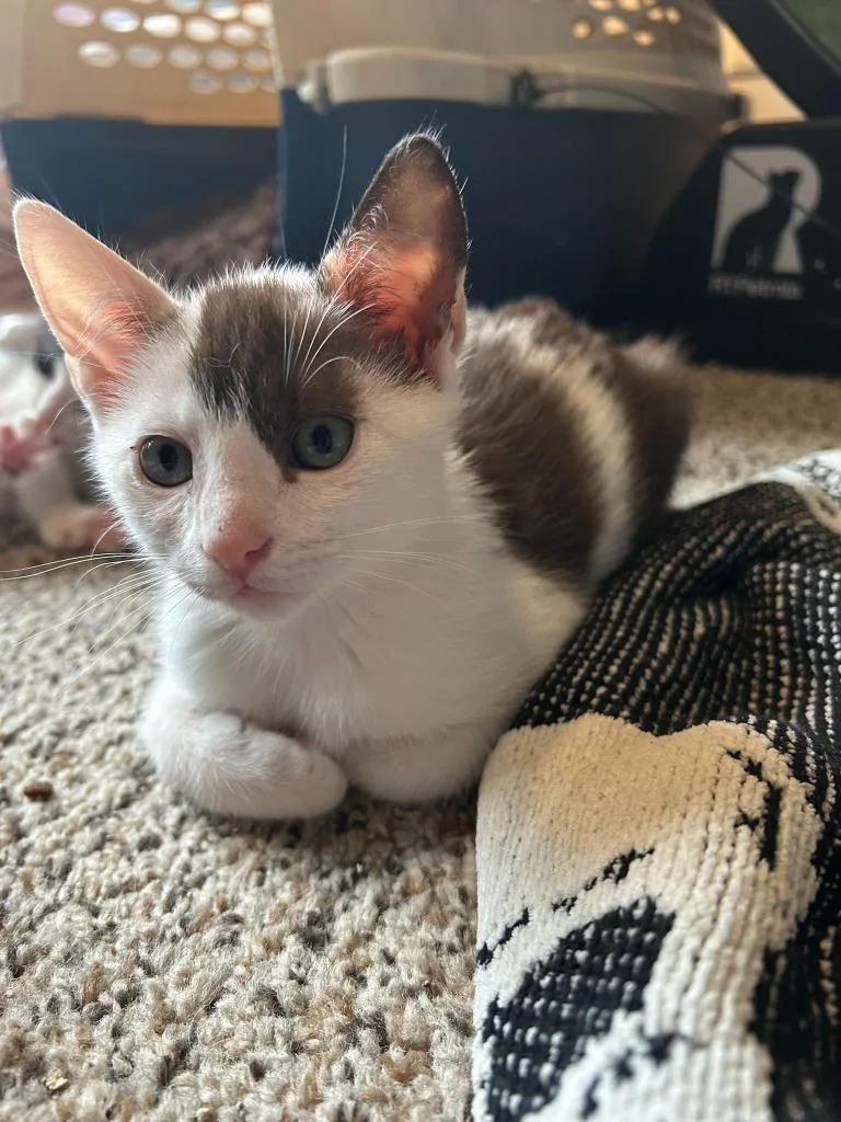 Hot Cocoa thumbnail 5