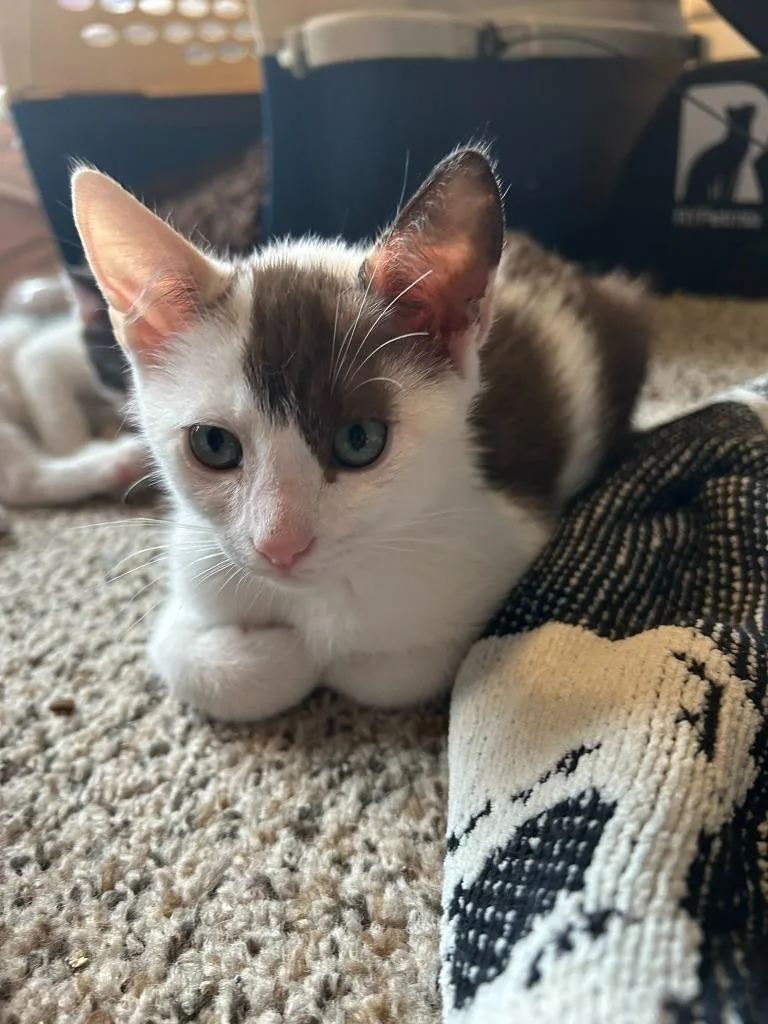 Hot Cocoa thumbnail 6