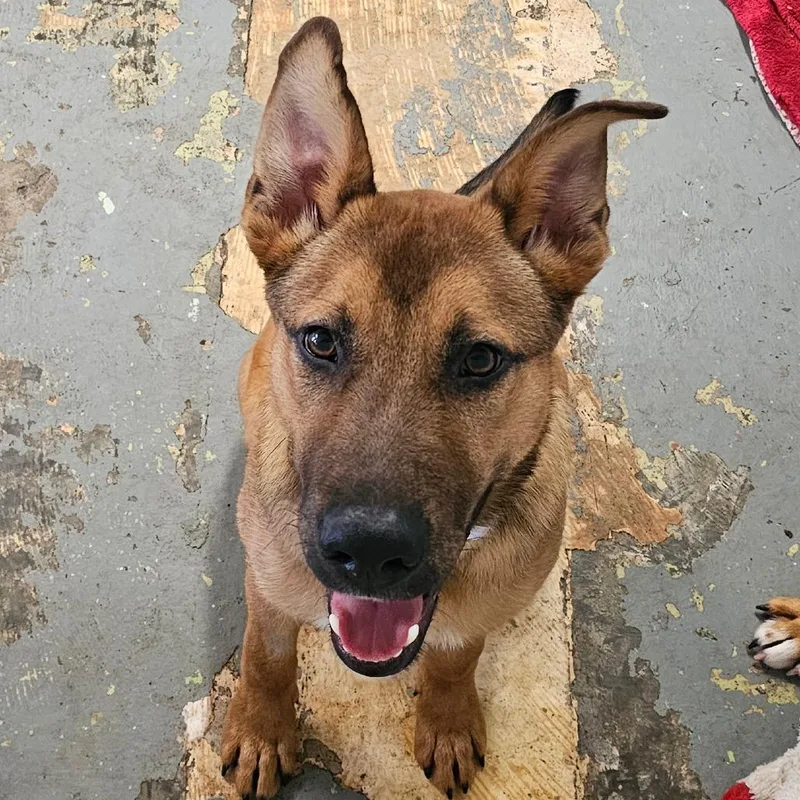 A young medium-sized male Yellow / Tan / Blond / Fawn German Shepherd Dog dog named Kayce for adoption in Melrose, FL