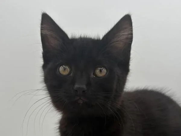 A baby small-sized female Domestic Short Hair cat named Flubber for adoption in Portland, OR