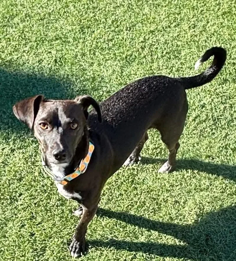 A young small-sized male Black Chihuahua dog named Jojo for adoption in Las Vegas, NV